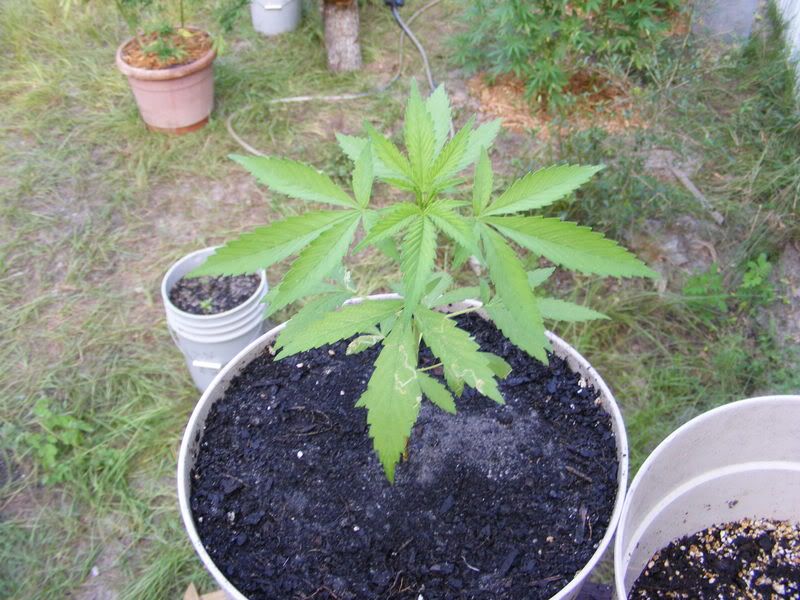 miplonts003.jpg