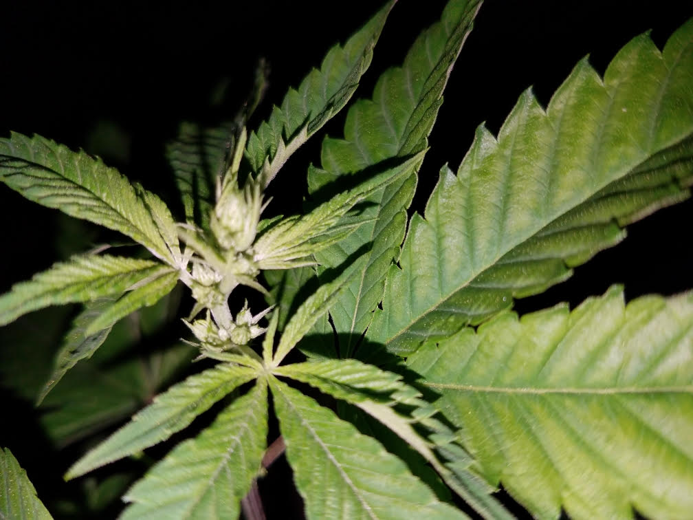 smallplant4.jpg