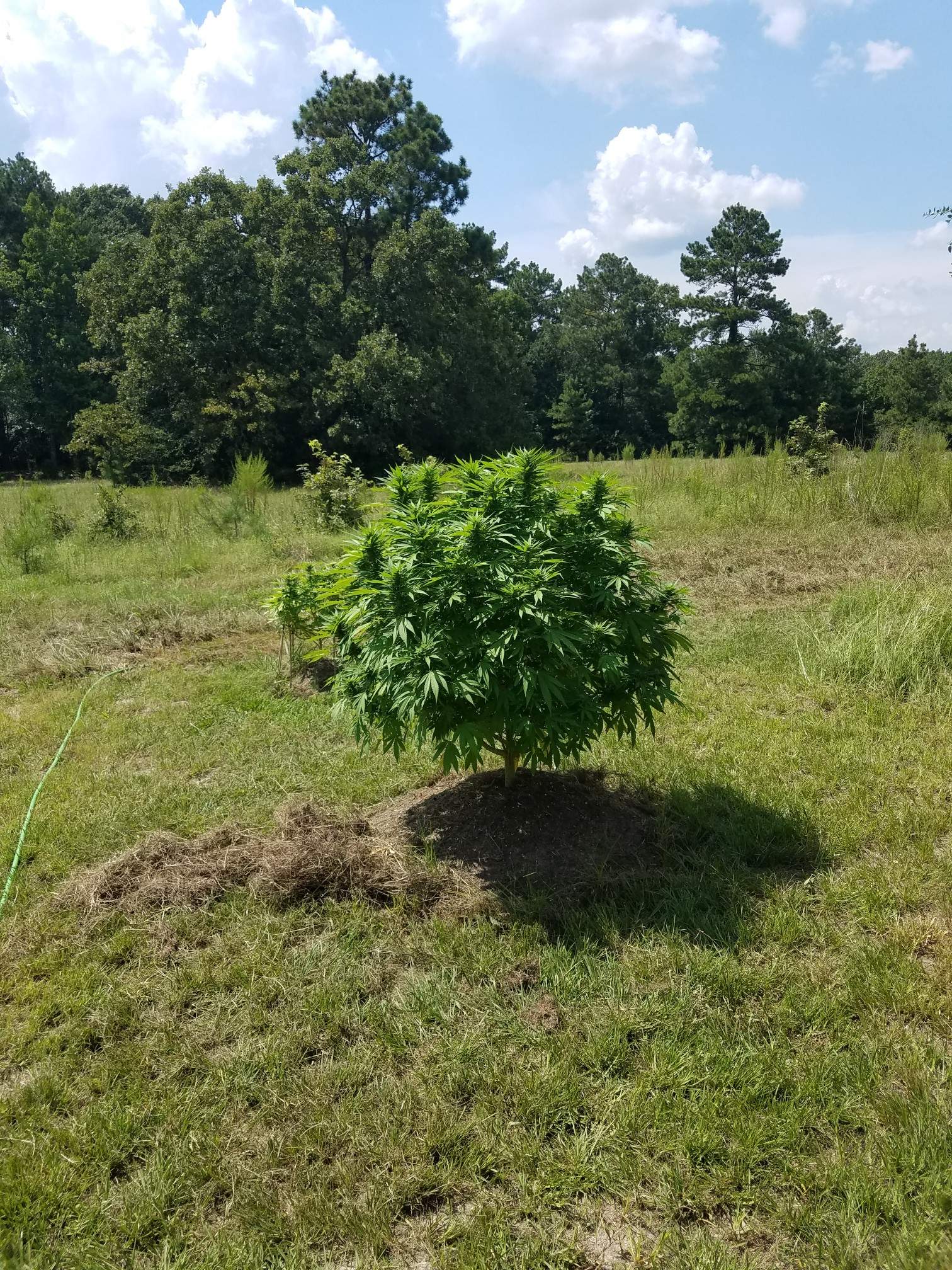 4559943_grow-journal-by-mudballs.jpg
