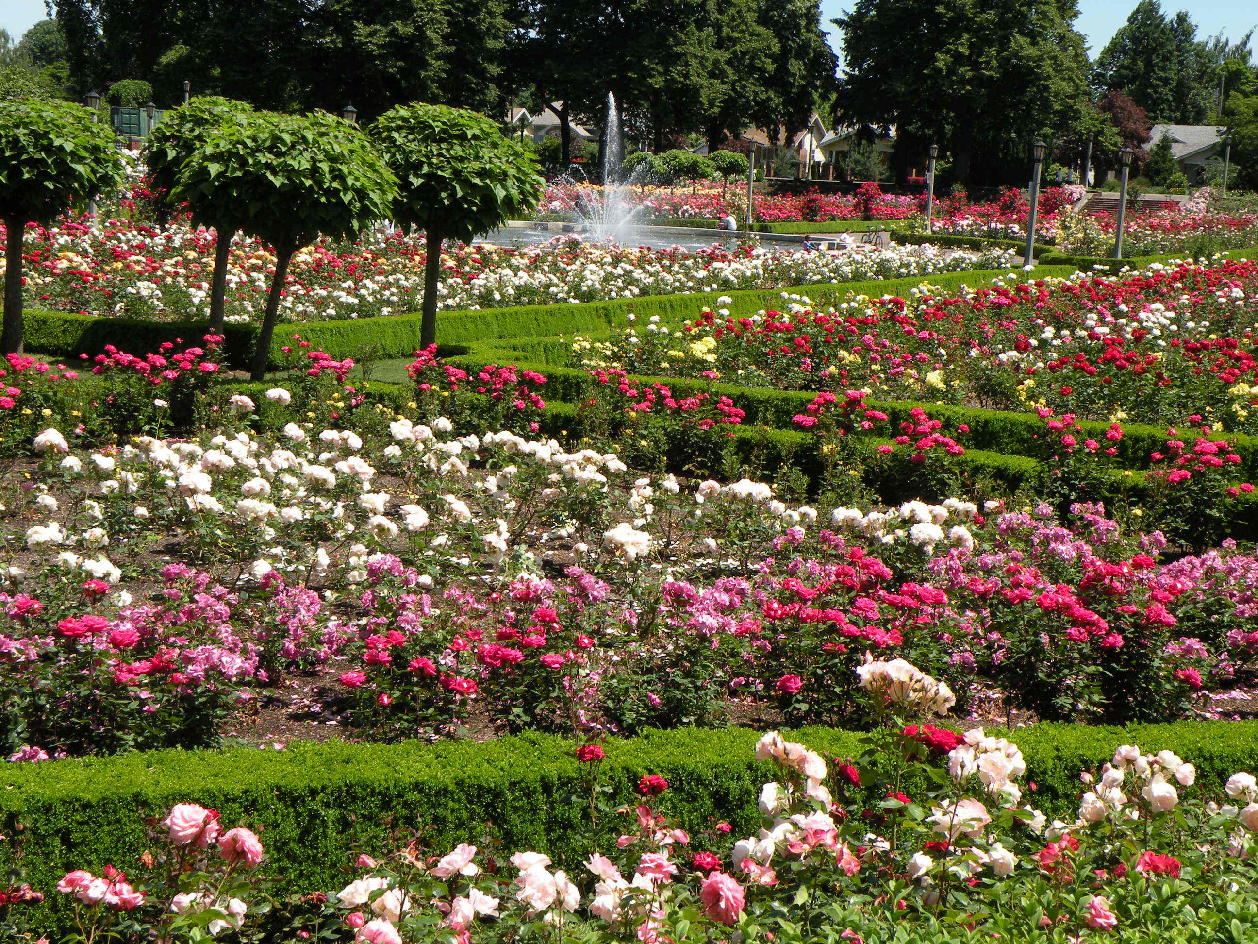 rosegarden2.jpg