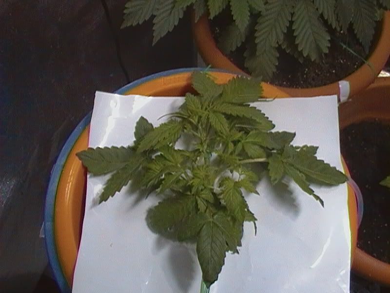 CAM_0088.jpg