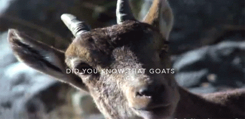goat_title.gif
