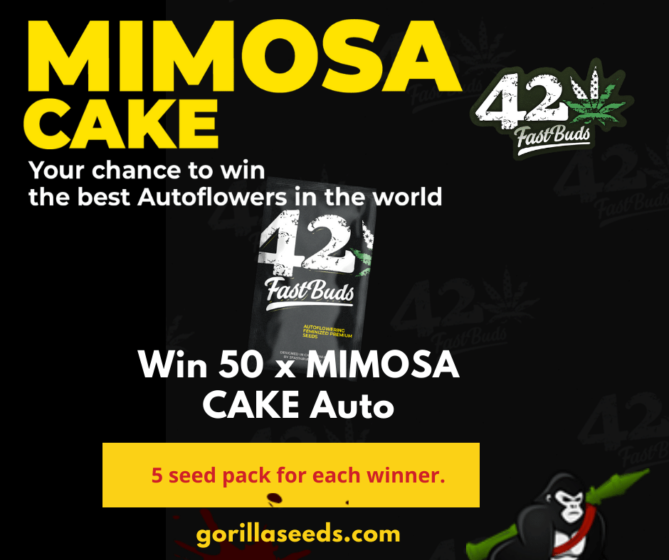 Win Mimosa Cake Auto