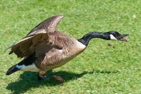 How to Avoid a Goose Attack! | Aquascape Enviromental