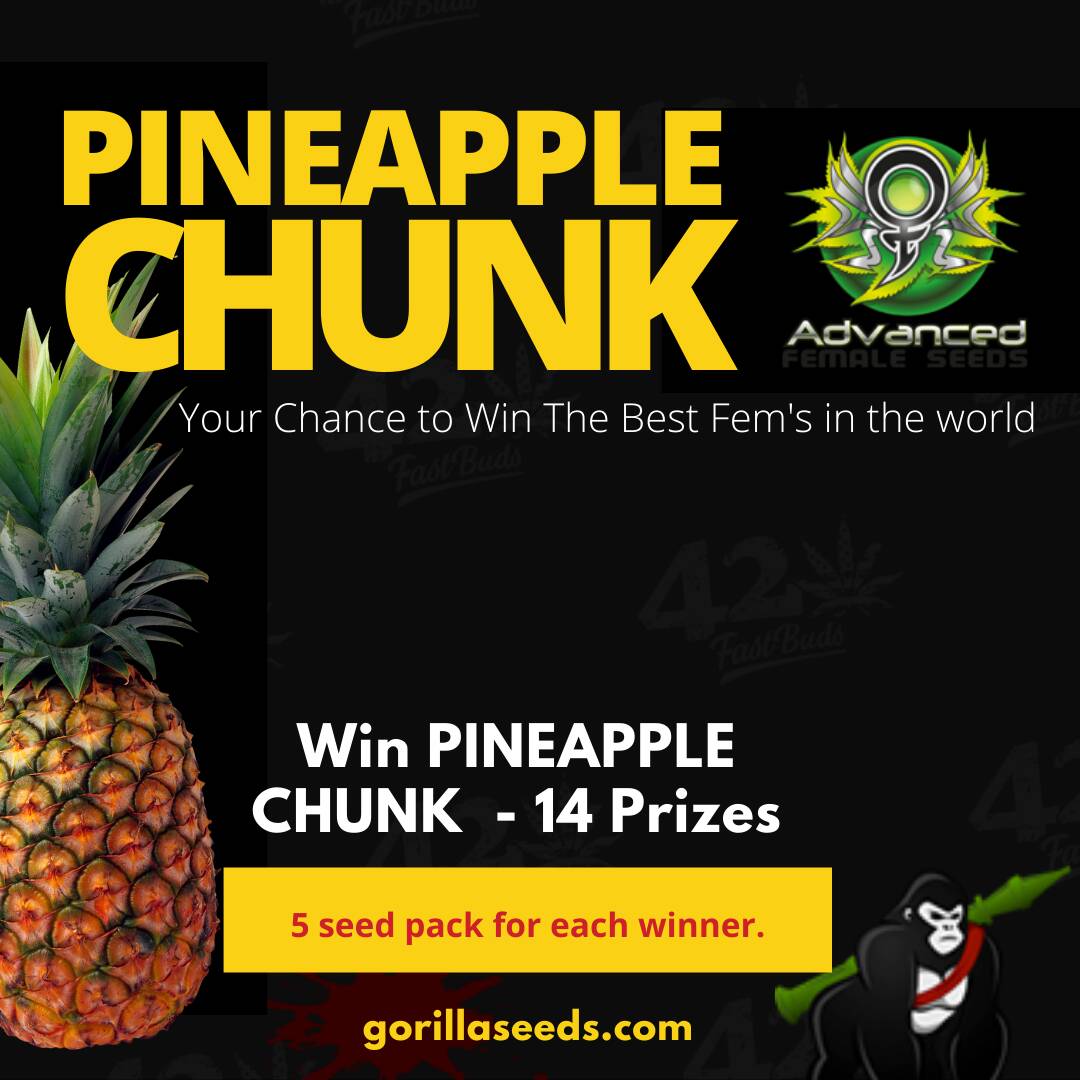 Win Pineapple chunk Gorilla Seeds