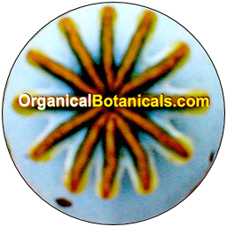 organicalbotanicals.com